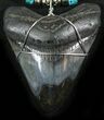 Juvenile Megalodon Tooth Necklace #27057-1